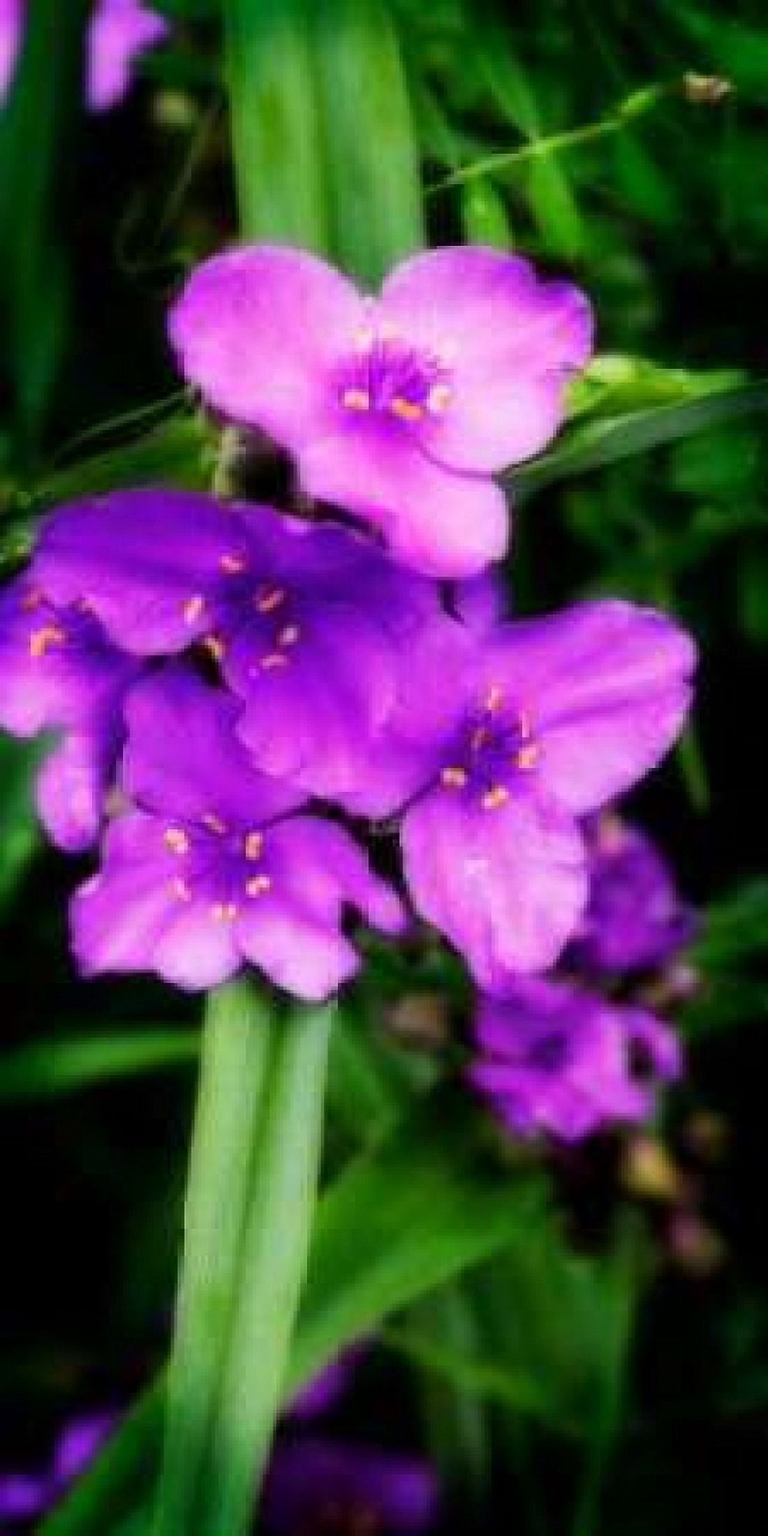 Spiderwort I Canvas Art - Alan Hausenflock (24 x 48)