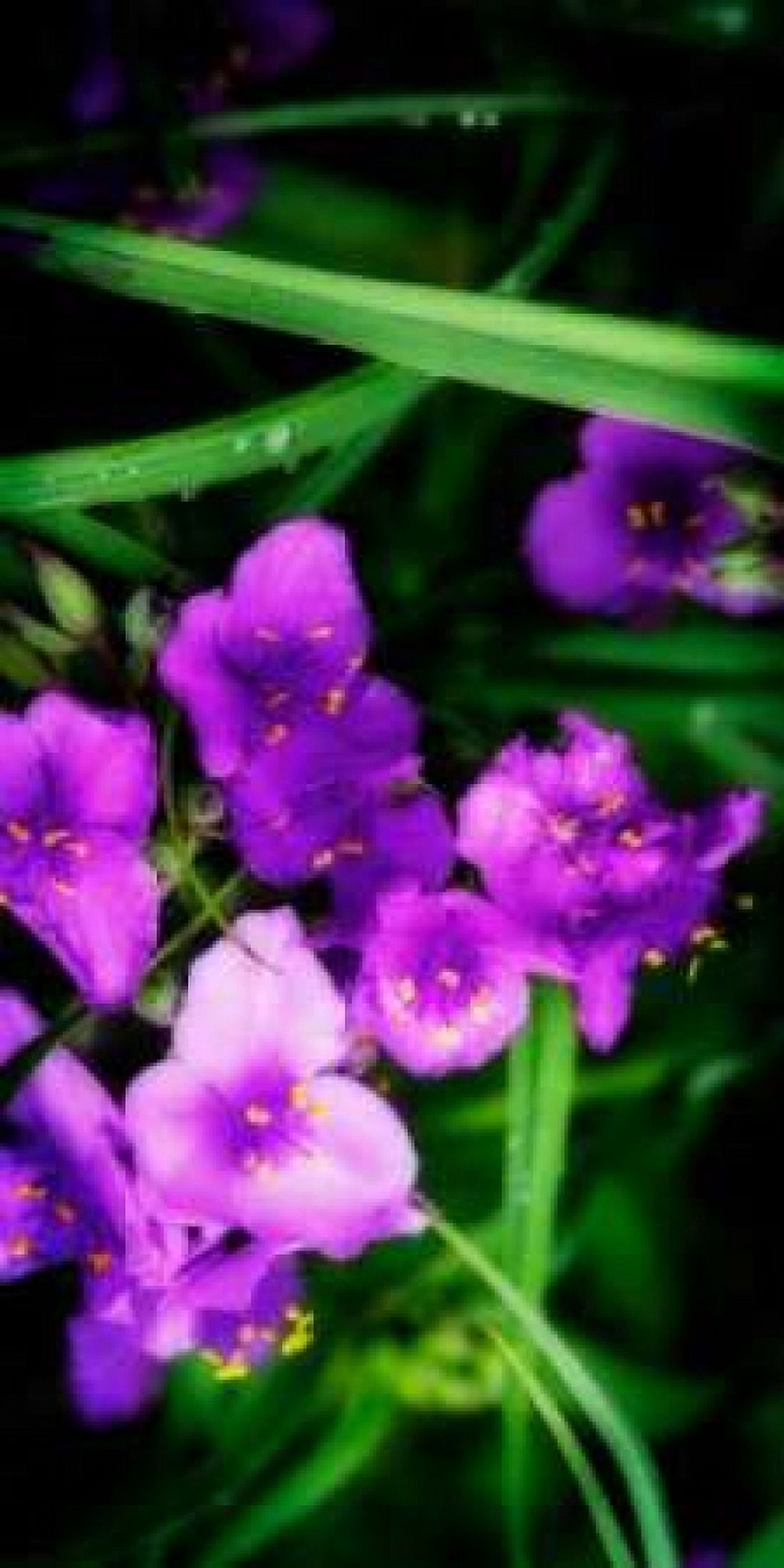 Spiderwort II Canvas Art - Alan Hausenflock (24 x 48)