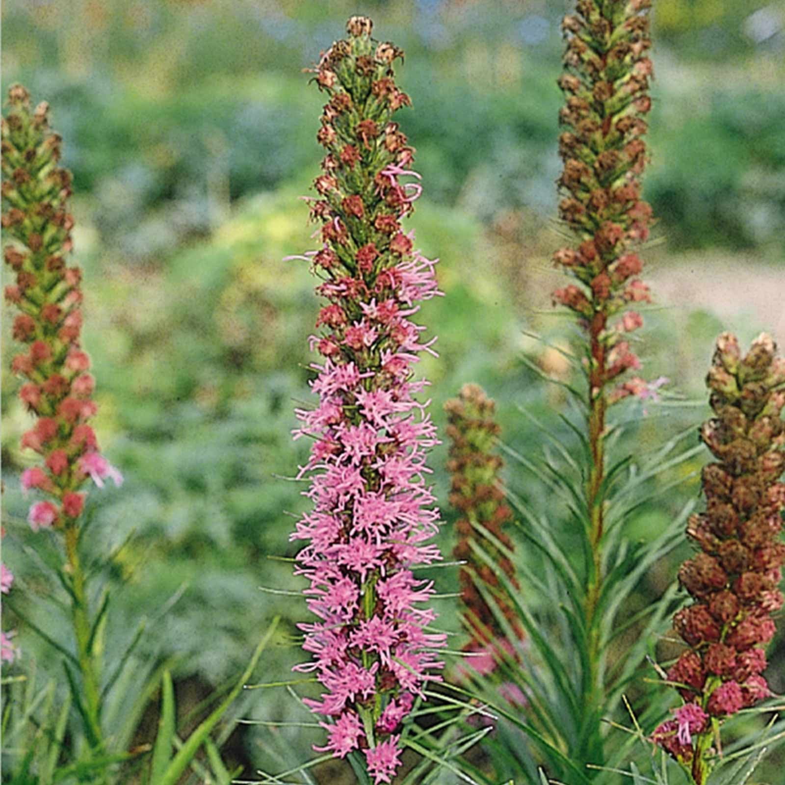 Spiked Gayfeather Liatris Flower Garden Seeds - 4 Oz - Perennial Wildflower Gardening Seed - Liatris spicata