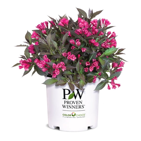 Weigela Spilled Wine - 3 gal, Live Shrub, Part/Full Sun, Outdoor, Proven Winners