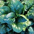 thumbnail image 1 of Spinach, Bloomsdale Long Standing Spinach Seeds, Heirloom, Non GMO, 200 Seeds, 1 of 1