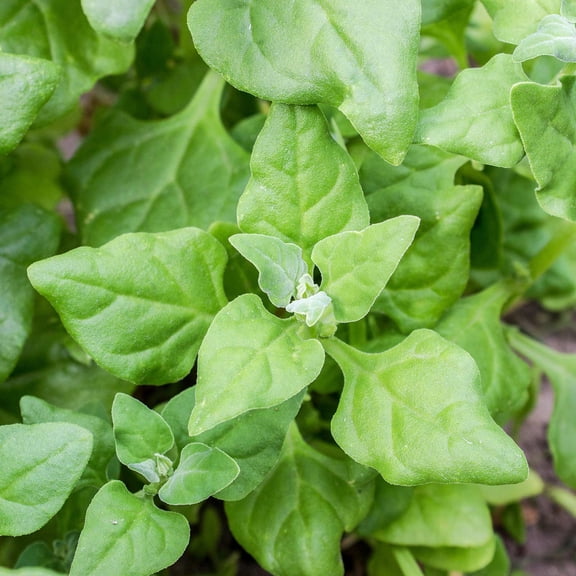 Spinach Garden Seeds - New Zealand - 4 Oz - Non-GMO Vegetable Gardening Seeds - Tetragonia tetragonoides