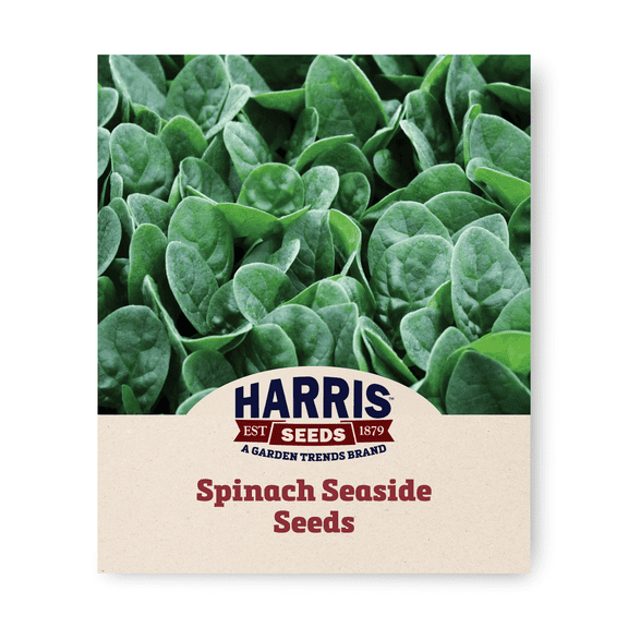 Harris Seeds - Spinach Seaside F1 Seeds - Dark Green Leaves - 50 Seeds