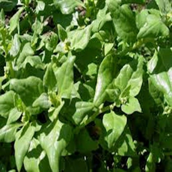 Spinach Seed, New Zealand, Heirloom, Non GMO, 200 Seeds, Tasty Spinach