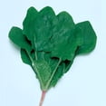 thumbnail image 1 of Spinach Seeds - Alrite - Hybrid - 1 Oz ~2500 Seeds - Non-GMO, F1 Hybrid - Vegetable Garden, 1 of 1