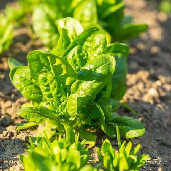 Spinach Seeds - America - 4 g Packet ~300 Seeds - Spinacia oleracea - Farm & Garden Vegetable Seeds - Non-GMO, Heirloom, Open Pollinated, Annual