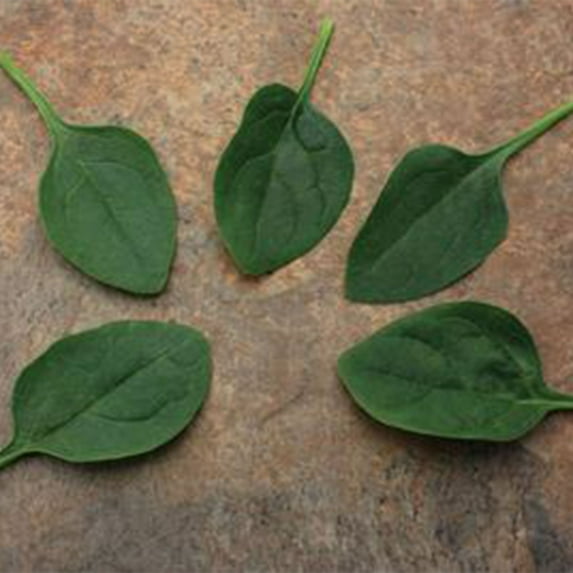 Spinach Seeds - Oceanside - Hybrid - 1 Lb ~40000 Seeds - Non- GMO, F1 Hybrid - Vegetable Garden