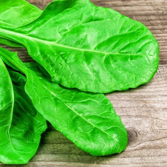 Spinach Seeds - Winter Giant - 1 Lb ~33,600 Seeds - Spinacia oleracea - Farm & Garden Vegetable Seeds - Non-GMO, Heirloom, Open Pollinated, Annual