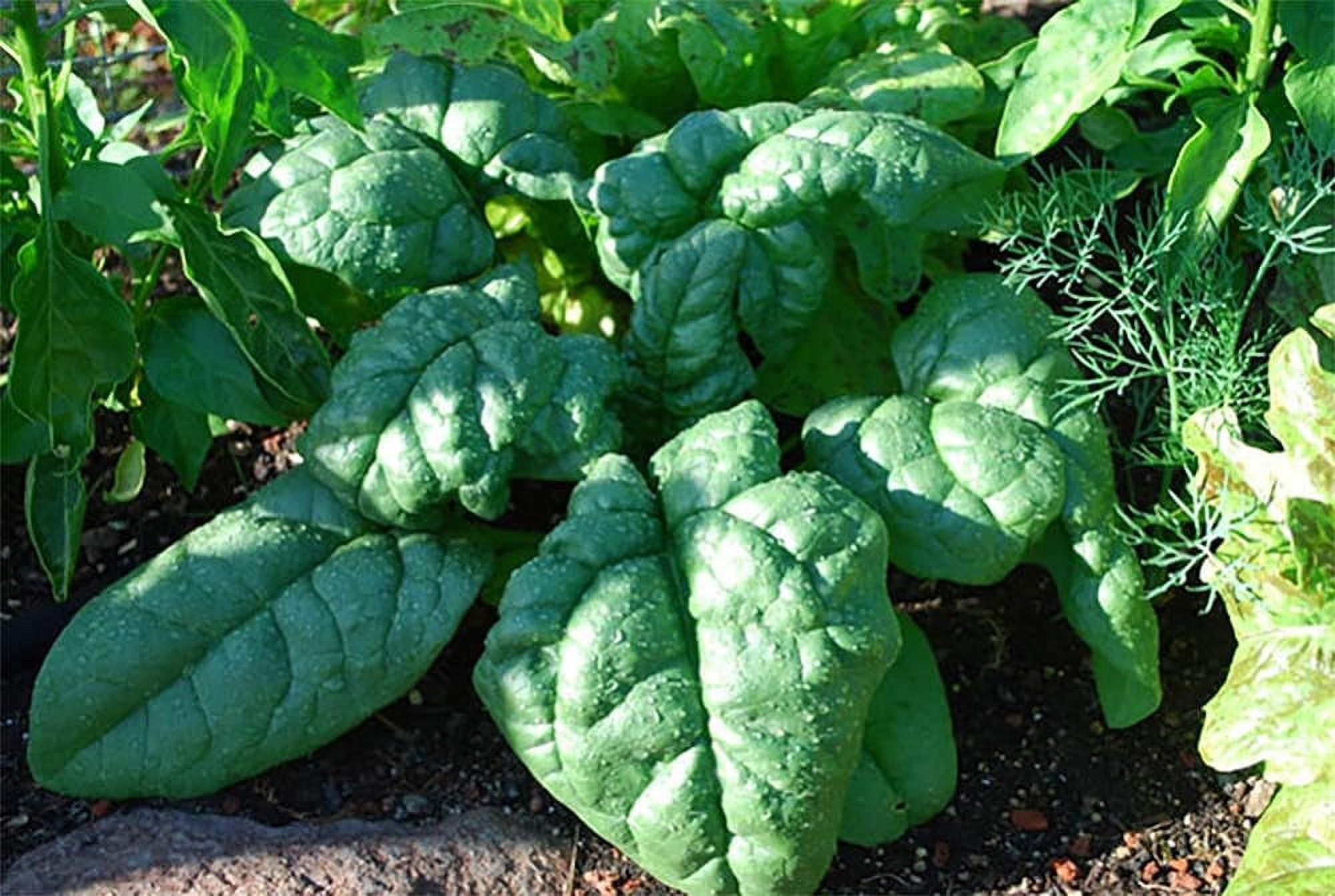 Spinach Slow Bolt Premium Seed Packet