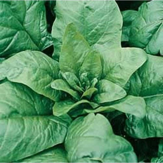 Seed Kingdom Spinach Tyee Hybrid Great Garden Vegetable 300 Seeds