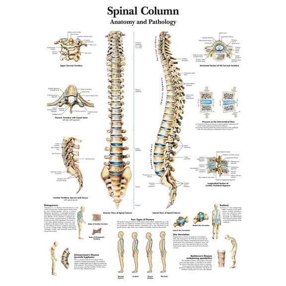 Spinal Column Wall Art Posters Canvas Print Artwork Wall Chart Human Anatomy Wall Painting Office Hospital Room Home Decoration (without Framed),Multicolor