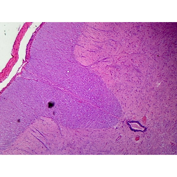 Spinal Cord; Cross Section by Go Science Crazy