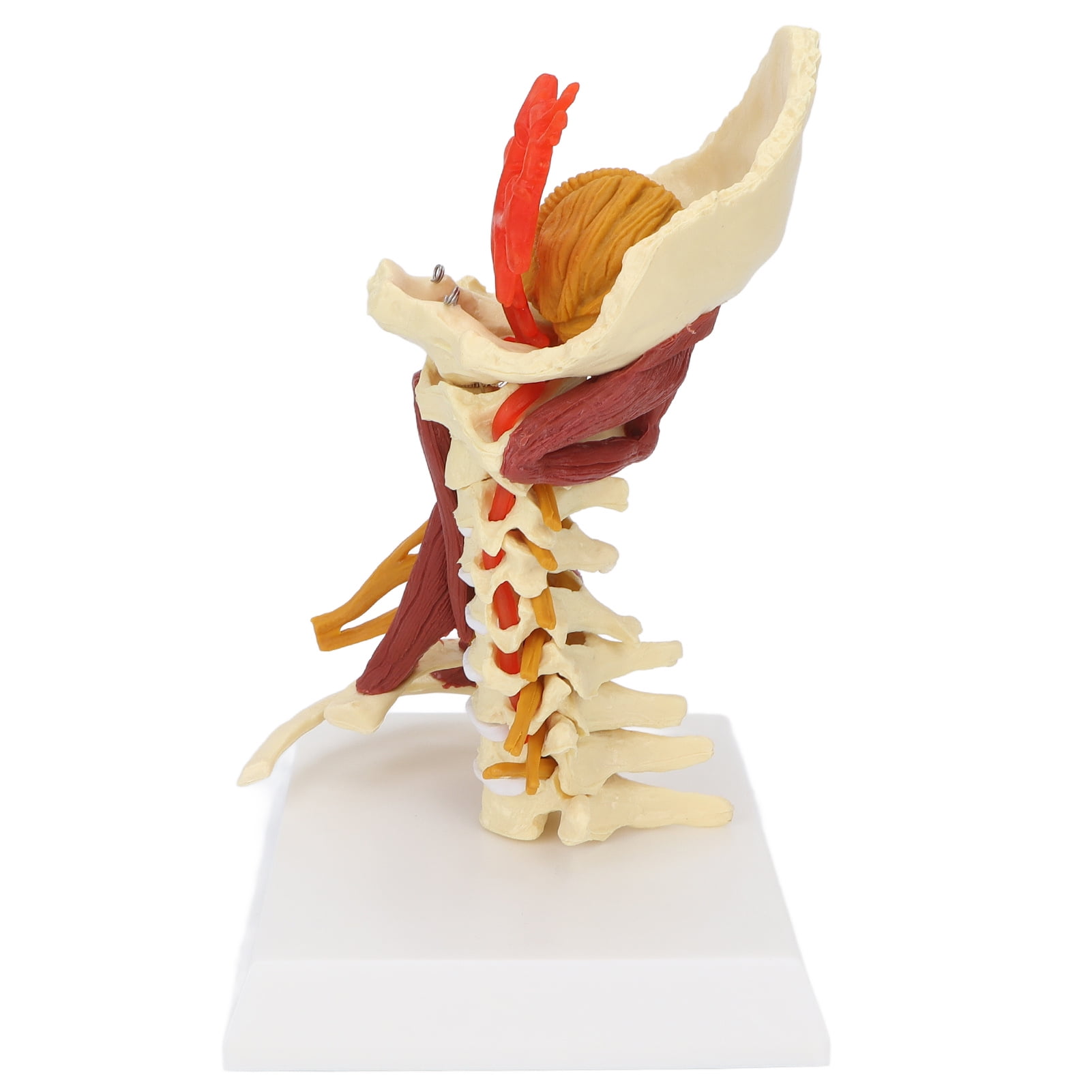 Spinal Model, Cervical Spine Model PVC Flexible Removable Educational