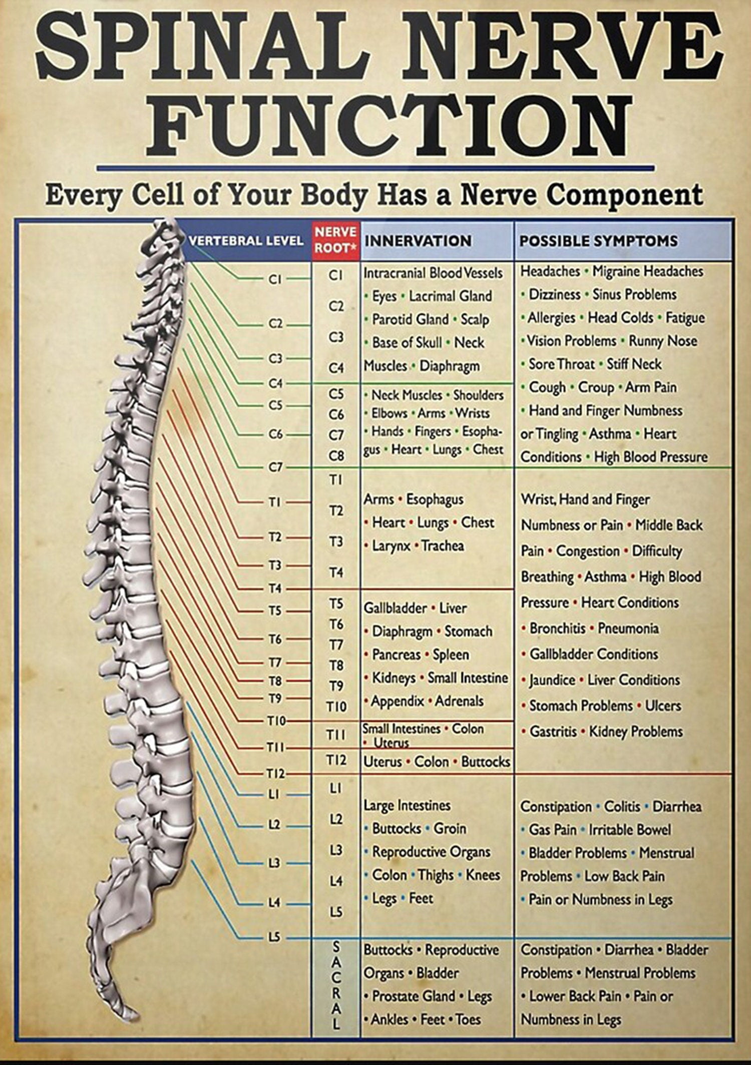 Spinal Nerve Function , Vintage , Spinal Nerve Function Chart, Root ...