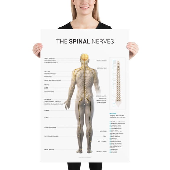 Spinal Nerve Poster, Unframed Paper Poster 8x10in