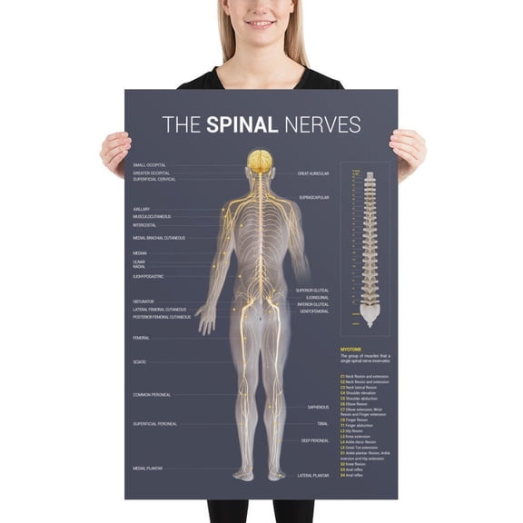 Spinal Nerve Poster, Unframed Paper Poster 8x10in