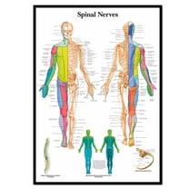 Medical Human Chart NERVOUS SYSTEM OF THORAX AND UPPER LIMB Medical Poster Wall Art - Human ...