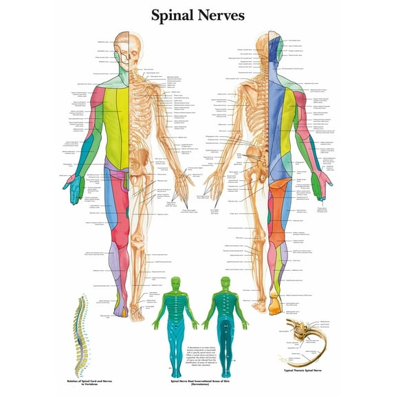 Spinal Nerves Wall Art Posters Canvas Print Artwork Wall Chart Human Anatomy Wall Painting Office Hospital Room Home Decoration (without Framed),Multicolor