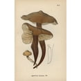 thumbnail image 1 of Spindle Stem, Agaricus Fusipes Poster Print By ® Florilegius Mary Evans (24 X 36), 1 of 3