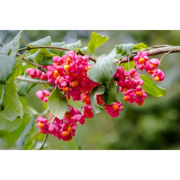 Spindle Tree Seeds for Planting - 10 Seeds - Euonymus latifolius