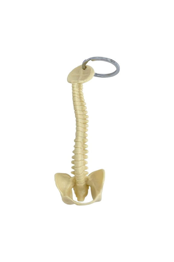 Spine Keychain Skeleton Model Vertebrae Biology PVC Material Educational Gift for Men and Women