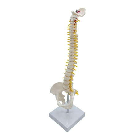 Spine Model Vertebral Column with Stand 17.7 inch for Classroom Science Teaching Aid , standing