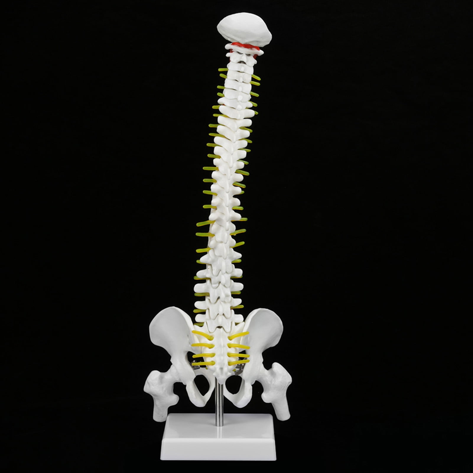 Spine Model, White 45CM Removable Flexible Spine Anatomy Model, Durable