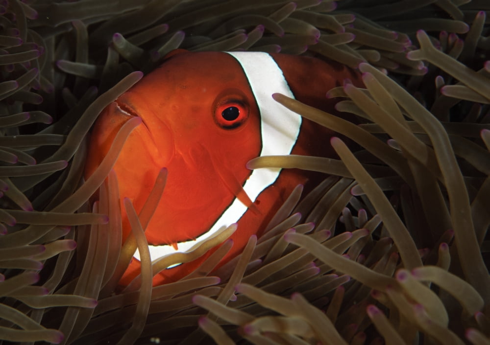Spinecheek anemonefish Gorontalo Indonesia Canvas Art - Steve JonesStocktrek Images (17 x 12)
