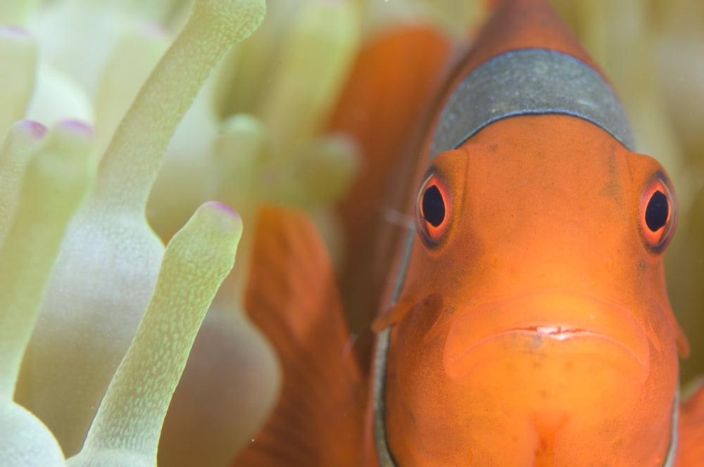 Spinecheek anemonefish in anemone Papua New Guinea Canvas Art - Steve JonesStocktrek Images (18 x 12)