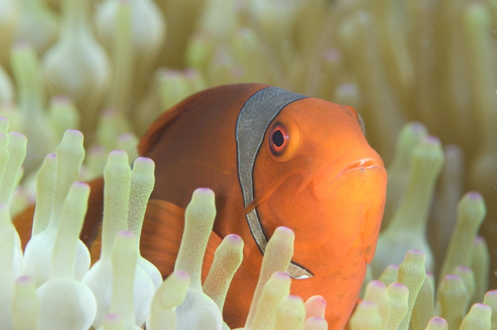 Spinecheek anemonefish in anemone Papua New Guinea Canvas Art - Steve JonesStocktrek Images (18 x 12)