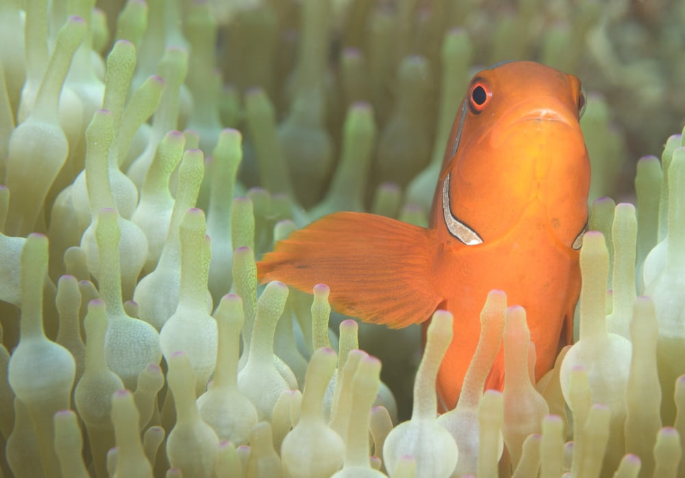 Spinecheek anemonefish in anemone Papua New Guinea Canvas Art - Steve JonesStocktrek Images (34 x 24)