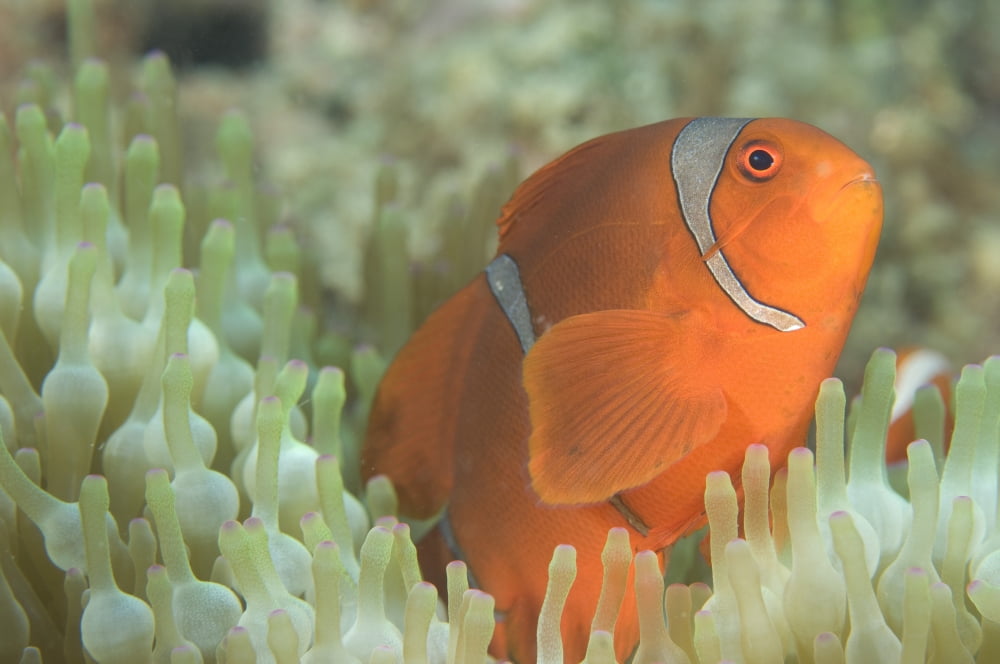 Spinecheek anemonefish in anemone Papua New Guinea Canvas Art - Steve JonesStocktrek Images (35 x 23)