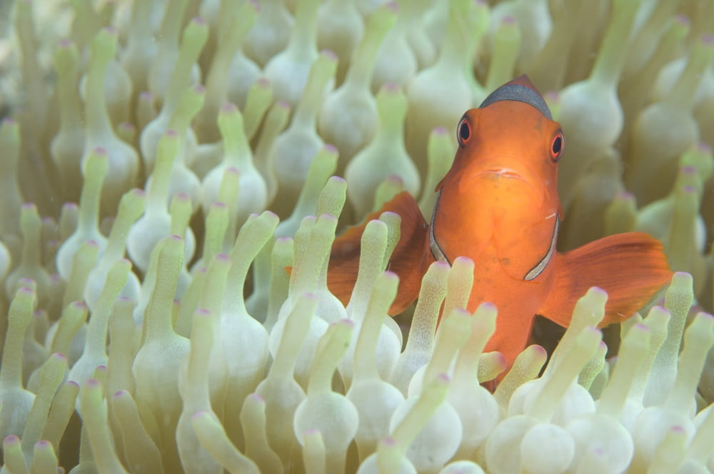 Spinecheek anemonefish in anemone Papua New Guinea Canvas Art - Steve JonesStocktrek Images (35 x 23)