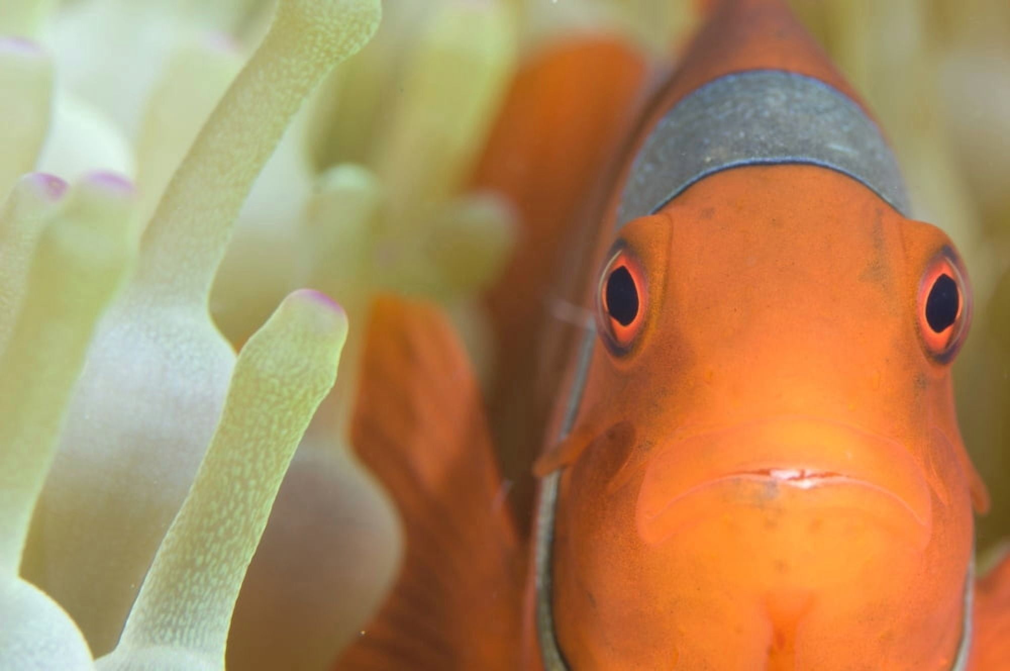 Spinecheek anemonefish in anemone Papua New Guinea Canvas Art - Steve JonesStocktrek Images (35 x 23)