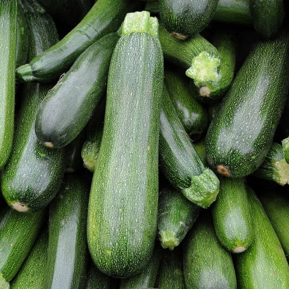 Spineless Beauty Zucchini Summer Squash Garden Seeds (Treated) - 100 Seeds - Non-GMO - Vegetable Gardening Seed