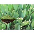 Spineless Prickly Pear Cactus LG Pads Organic Opuntia for Reptiles and