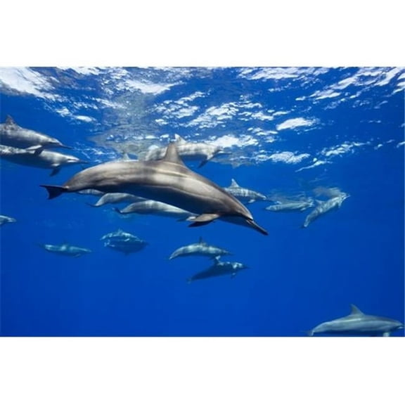 Spinner Dolphin Travel in Large Groups Around The Island of Hawaii