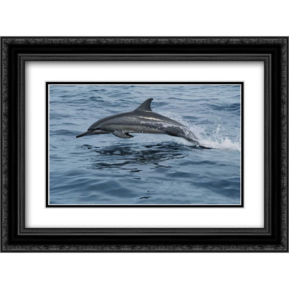 Spinner Dolphin porpoising through water, Bahamas 2x Matted 24x18 Black Ornate Framed Art Print by Parry, Mike