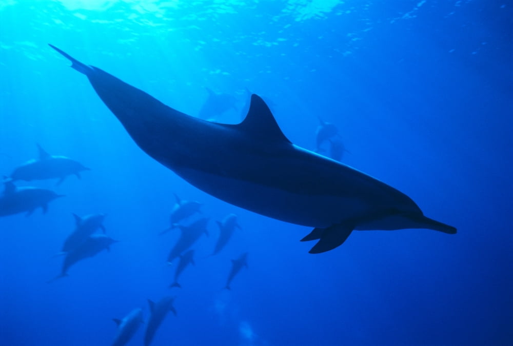 Spinner Dolphins (Stenella Longirostris) Underwater One Close-Up B1876 Canvas Art - Dave Fleetham Design Pics (19 x 12)