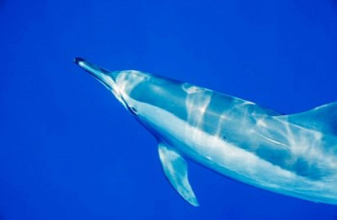 Spinner dolphin Shaab Samadai Red Sea Egypt Canvas Art - Ali Kabas DanitaDelimont (34 x 22)