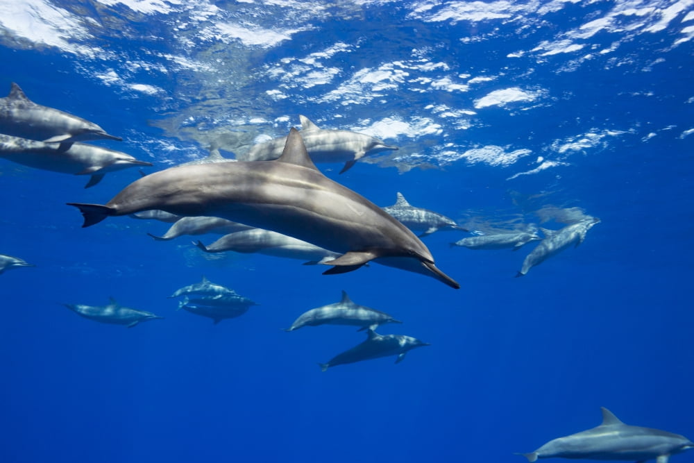 Spinner dolphin (Stenella longirostris) travel in large groups around the island of Hawaii Hawaii United States of America Canvas Art - Dave Fleetham Design Pics (19 x 12)