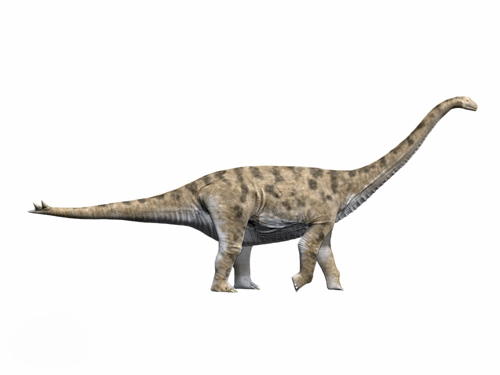 Spinophorosaurus nigerensis Middle Jurassic of Niger Canvas Art - Nobumichi TamuraStocktrek Images (17 x 13)