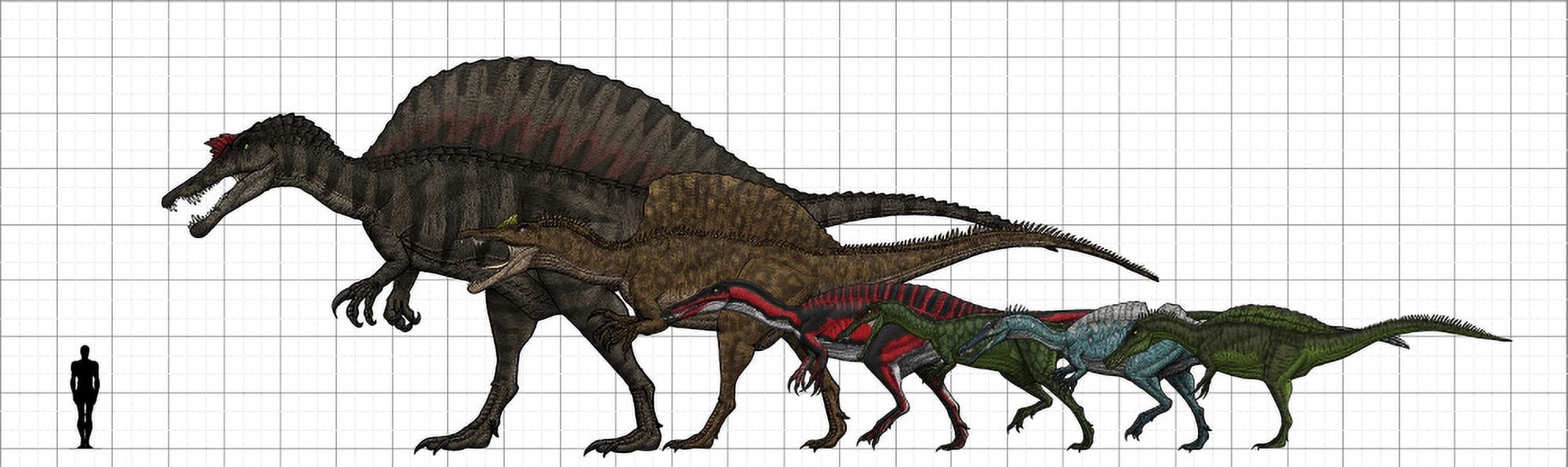 Spinosauridae size chart Canvas Art - Vitor SilvaStocktrek images (51 x 16)