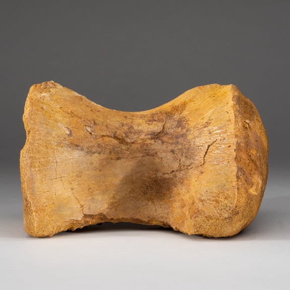 Spinosaurus Maroccanus Vertebrae From Baharija Formation, South of Taouz, Kem-kem Basin, Morocco