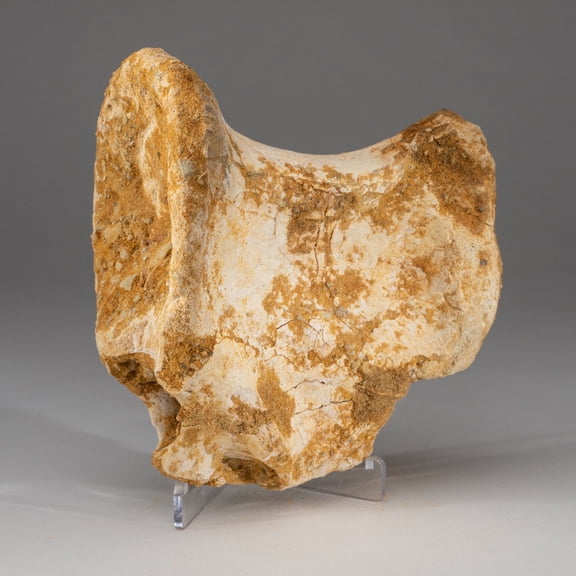 Spinosaurus Maroccanus Vertebrae From Baharija Formation, South of Taouz, Kem-kem Basin, Morocco