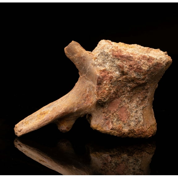 Spinosaurus Vertebra // Ver. 2