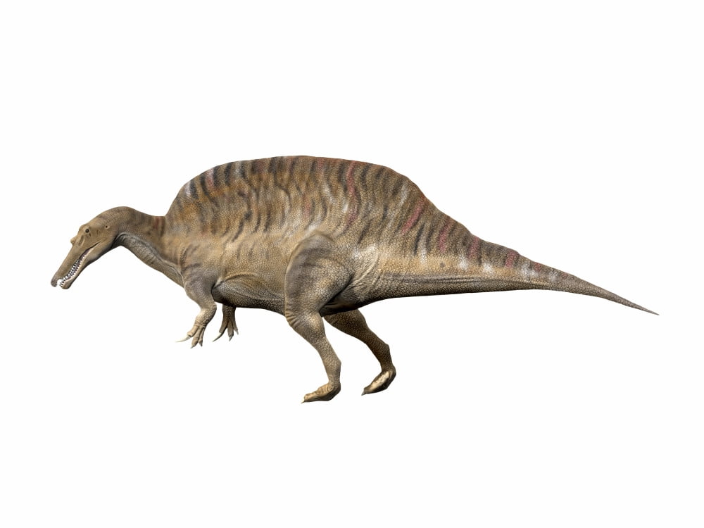 Spinosaurus aegyptiacus Early Cretaceous of Egypt Canvas Art - Nobumichi TamuraStocktrek Images (17 x 13)