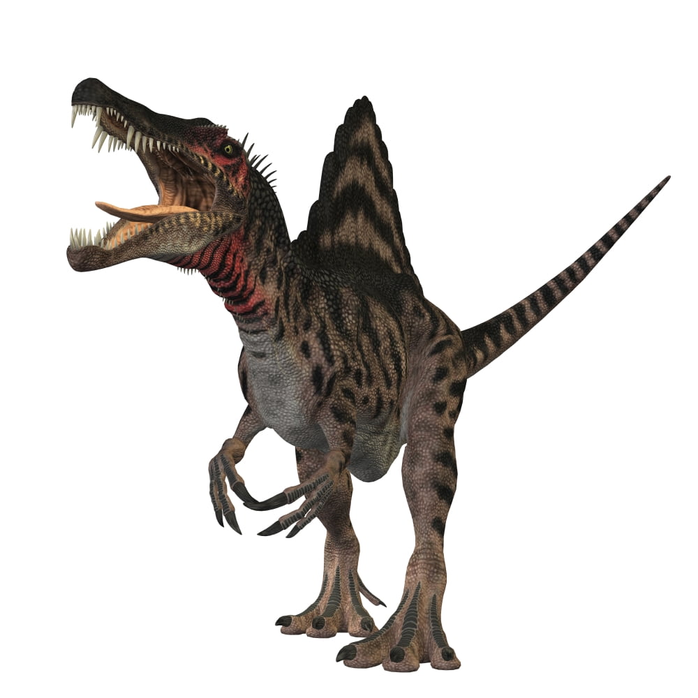 Spinosaurus dinosaur Canvas Art - Corey FordStocktrek Images (28 x 28)