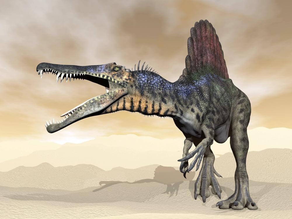 Spinosaurus dinosaur roaring in the desert Canvas Art - Elena DuvernayStocktrek Images (33 x 25)