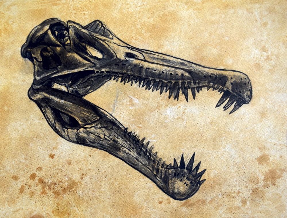Spinosaurus dinosaur skull Canvas Art - Harm PlatStocktrek Images (16 x 13)
